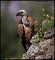 _9SB2433 griffon vulture